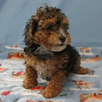 Patsy's Black & Tan Male 3, a male Cockapoo for sale in Mount Olive, NC – Photo 2 of 10