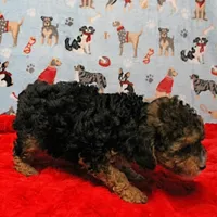 Patsy's Black & Tan Male 3, a male Cockapoo for sale in Mount Olive, NC – Photo 10 of 10
