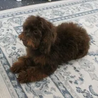 Penny's Chocolate Female 1, a female Cockapoo for sale in Mount Olive, NC – Photo 8 of 10