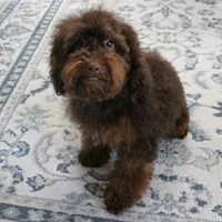 Penny's Chocolate Female 1, a female Cockapoo for sale in Mount Olive, NC – Photo 10 of 10