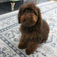 Penny's Chocolate Female 1, a female Cockapoo for sale in Mount Olive, NC – Photo 1 of 10