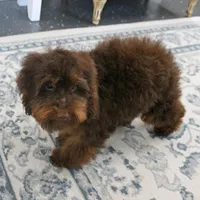 Penny's Chocolate Female 1, a female Cockapoo for sale in Mount Olive, NC – Photo 3 of 10
