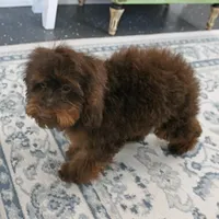 Penny's Chocolate Female 1, a female Cockapoo for sale in Mount Olive, NC – Photo 2 of 10
