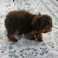 Penny's Chocolate Female 1, a female Cockapoo for sale in Mount Olive, NC – Photo 9 of 10