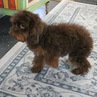 Penny's Chocolate Female 1, a female Cockapoo for sale in Mount Olive, NC – Photo 7 of 10