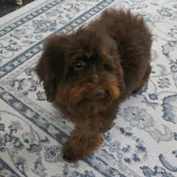 Penny's Chocolate Female 1, a female Cockapoo for sale in Mount Olive, NC – Photo 5 of 10