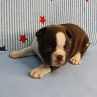 AKC Luna's Female Puppy 1, a female Boston Terrier for sale in Mount Olive, NC – 7 of 10