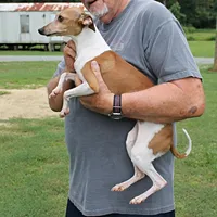 Hunter, Italian Greyhound, a male Greyhound for sale in Mount Olive, NC – Photo 9 of 10