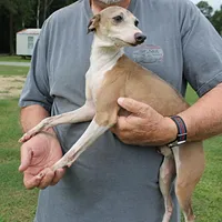 Hunter, Italian Greyhound, a male Greyhound for sale in Mount Olive, NC – Photo 10 of 10