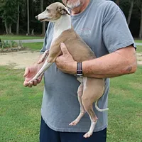 Hunter, Italian Greyhound, a male Greyhound for sale in Mount Olive, NC – Photo 7 of 10