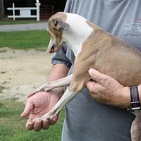 Hunter, Italian Greyhound, a male Greyhound for sale in Mount Olive, NC – Photo 3 of 10