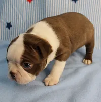 AKC Luna's Seal & White Male Puppy 2, a male Boston Terrier for sale in Mount Olive, NC – 8 of 10