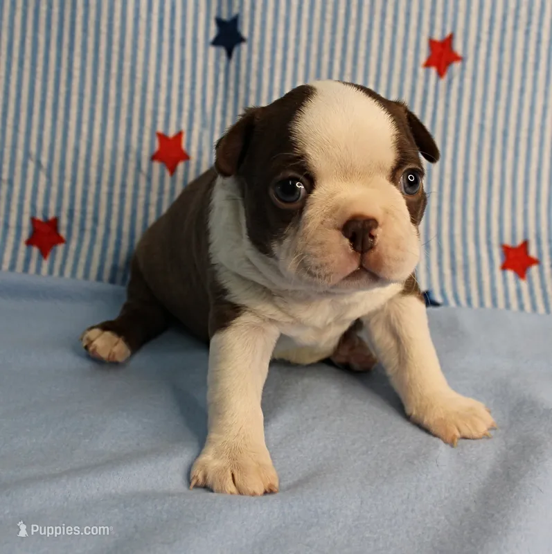 AKC Luna's Seal & White Male Puppy 2 – Boston Terrier puppy for sale in Mount Olive, NC