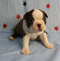 AKC Luna's Seal & White Male Puppy 2, a male Boston Terrier for sale in Mount Olive, NC – 1 of 10