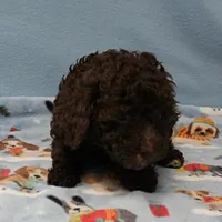 Patsy's Chocolate & Tan Male 5, a male Cockapoo for sale in Mount Olive, NC – Photo 10 of 10
