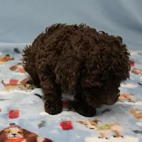 Patsy's Chocolate & Tan Male 5, a male Cockapoo for sale in Mount Olive, NC – Photo 3 of 10