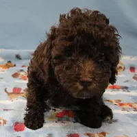 Patsy's Chocolate & Tan Male 5, a male Cockapoo for sale in Mount Olive, NC – Photo 4 of 10