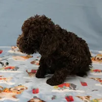 Patsy's Chocolate & Tan Male 5, a male Cockapoo for sale in Mount Olive, NC – Photo 5 of 10
