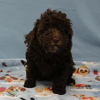 Patsy's Chocolate & Tan Male 5, a male Cockapoo for sale in Mount Olive, NC – Photo 1 of 10