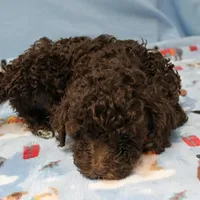 Patsy's Chocolate & Tan Male 5, a male Cockapoo for sale in Mount Olive, NC – Photo 7 of 10