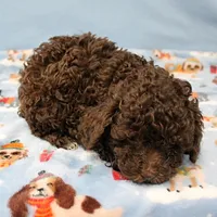Patsy's Chocolate & Tan Male 5, a male Cockapoo for sale in Mount Olive, NC – Photo 9 of 10
