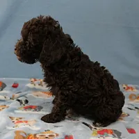 Patsy's Chocolate & Tan Male 5, a male Cockapoo for sale in Mount Olive, NC – Photo 6 of 10
