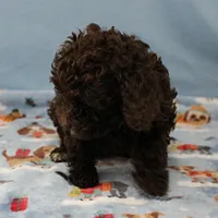 Patsy's Chocolate & Tan Male 5, a male Cockapoo for sale in Mount Olive, NC – Photo 2 of 10