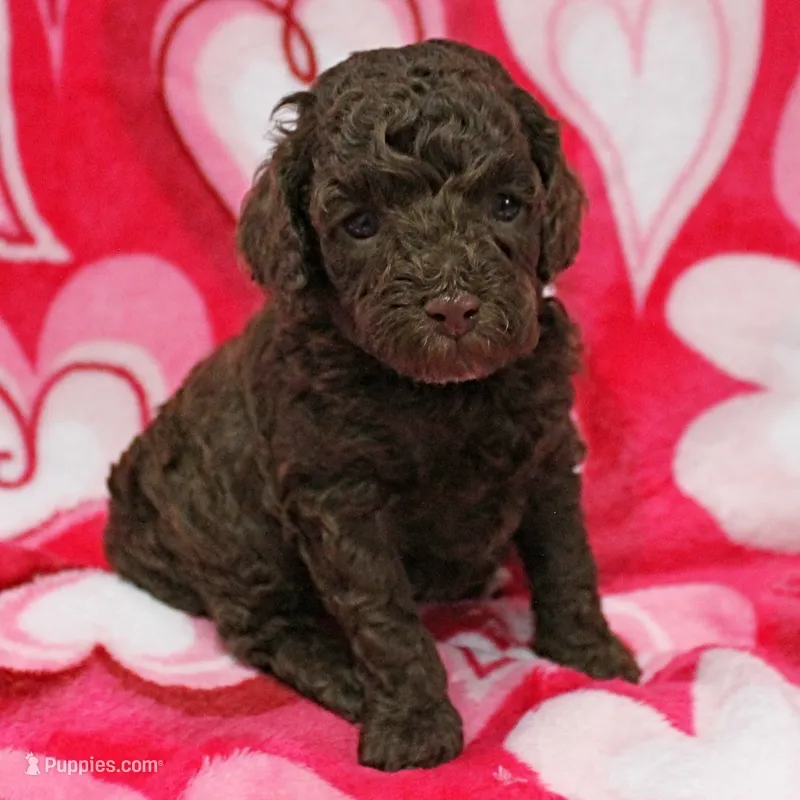 Patsy's Chocolate & Tan Male 5