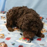 Patsy's Chocolate & Tan Male 4, a male Cockapoo for sale in Mount Olive, NC – Photo 5 of 8