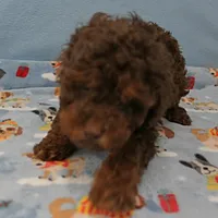 Patsy's Chocolate & Tan Male 4, a male Cockapoo for sale in Mount Olive, NC – Photo 7 of 8