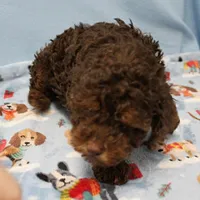 Patsy's Chocolate & Tan Male 4, a male Cockapoo for sale in Mount Olive, NC – Photo 8 of 8
