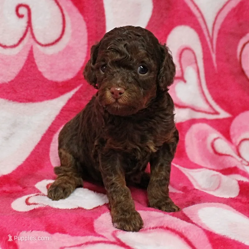 Patsy's Chocolate & Tan Male 4
