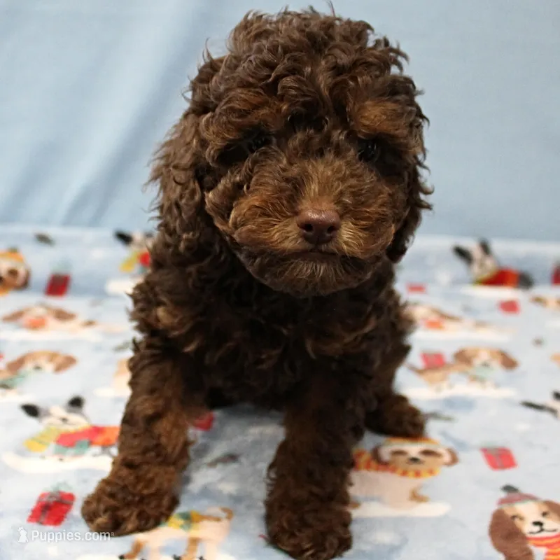 Patsy's Chocolate & Tan Male 4