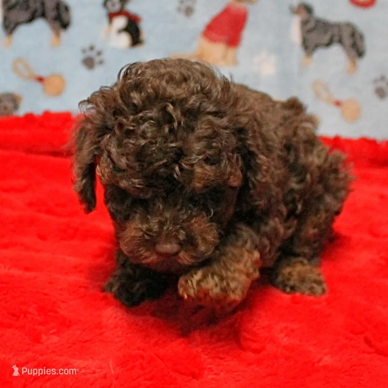 Patsy's Chocolate & Tan Male 4