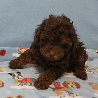 Patsy's Chocolate & Tan Male 4, a male Cockapoo for sale in Mount Olive, NC – Photo 6 of 8