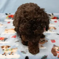Patsy's Chocolate & Tan Male 4, a male Cockapoo for sale in Mount Olive, NC – Photo 2 of 8