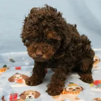Patsy's Chocolate & Tan Male 4, a male Cockapoo for sale in Mount Olive, NC – Photo 3 of 8