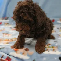Patsy's Chocolate & Tan Male 4, a male Cockapoo for sale in Mount Olive, NC – Photo 4 of 8