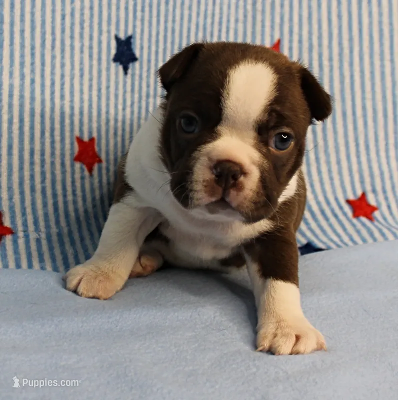 AKC Luna's Female Puppy 1 – Boston Terrier puppy on hold in Mount Olive, NC