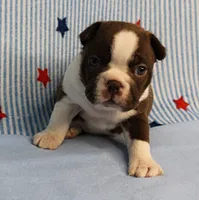 AKC Luna's Female Puppy 1, a female Boston Terrier for sale in Mount Olive, NC – 1 of 10