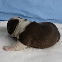 AKC Luna's Seal & White Male Puppy 2, a male Boston Terrier for sale in Mount Olive, NC – Photo 2 of 10