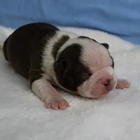 AKC Luna's Seal & White Male Puppy 2, a male Boston Terrier for sale in Mount Olive, NC – Photo 4 of 10