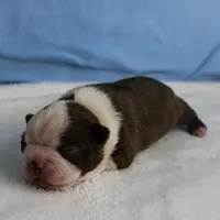 AKC Luna's Seal & White Male Puppy 2, a male Boston Terrier for sale in Mount Olive, NC – Photo 5 of 10