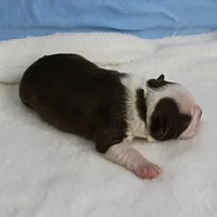 AKC Luna's Seal & White Male Puppy 2, a male Boston Terrier for sale in Mount Olive, NC – Photo 9 of 10