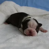 AKC Luna's Seal & White Male Puppy 2, a male Boston Terrier for sale in Mount Olive, NC – Photo 3 of 10