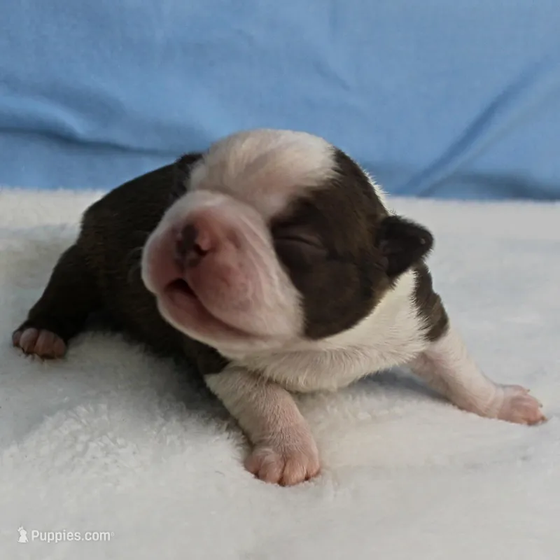 AKC Luna's Seal & White Male Puppy 2 – Boston Terrier puppy for sale in Mount Olive, NC