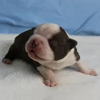 AKC Luna's Seal & White Male Puppy 2, a male Boston Terrier for sale in Mount Olive, NC – Photo 1 of 10