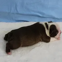 AKC Luna's Seal & White Male Puppy 2, a male Boston Terrier for sale in Mount Olive, NC – Photo 6 of 10