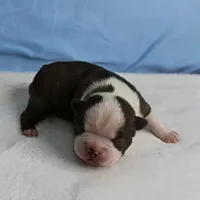 AKC Luna's Seal & White Male Puppy 2, a male Boston Terrier for sale in Mount Olive, NC – Photo 10 of 10