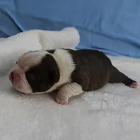 AKC Luna's Seal & White Male Puppy 2, a male Boston Terrier for sale in Mount Olive, NC – Photo 8 of 10